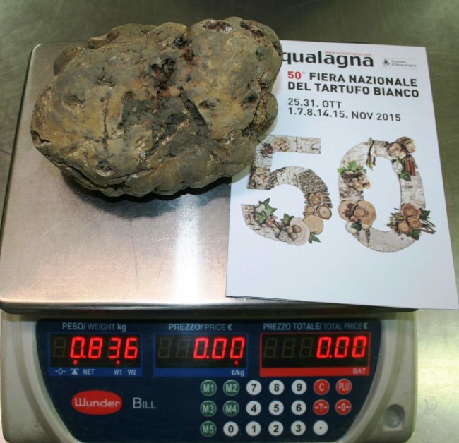 Il tartufo da 836 grammi