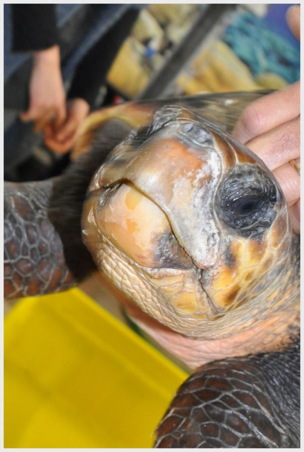 Il 29 maggio la liberazione di una tartaruga marina