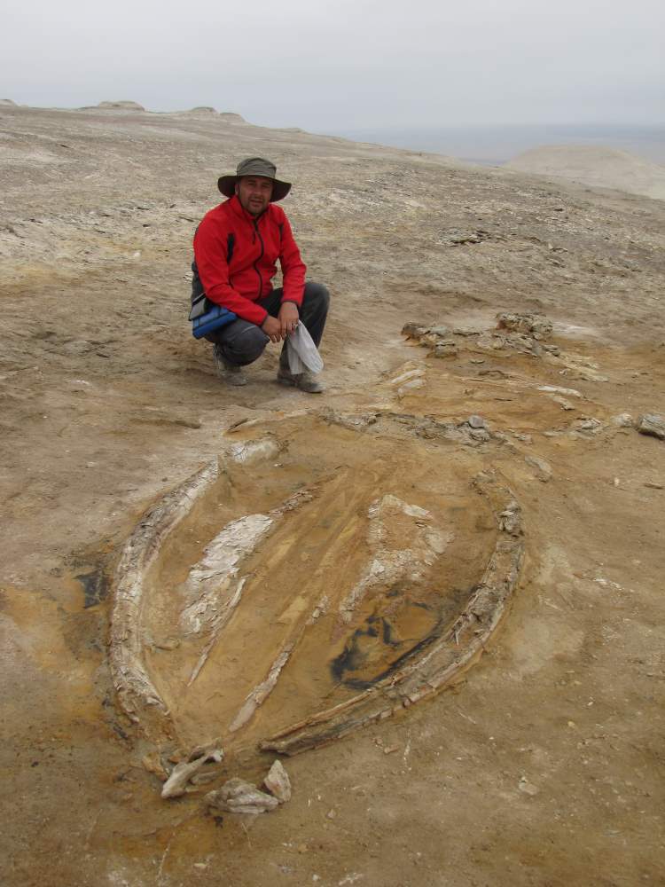 Cetaceo del miocene fossilizzato con il suo ultimo pasto: scoperta la causa della morte