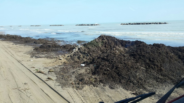 Spiaggia: Picenambiente al lavoro