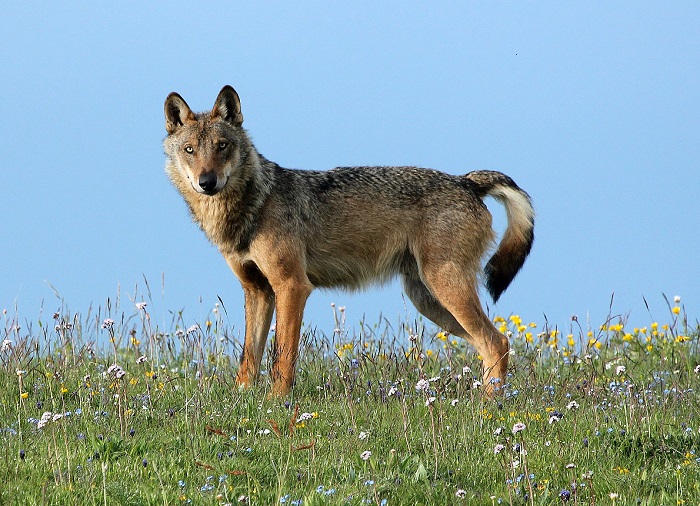 Parco nazionale dei Monti Sibillini: la posizione sul piano d’azione per la gestione del lupo