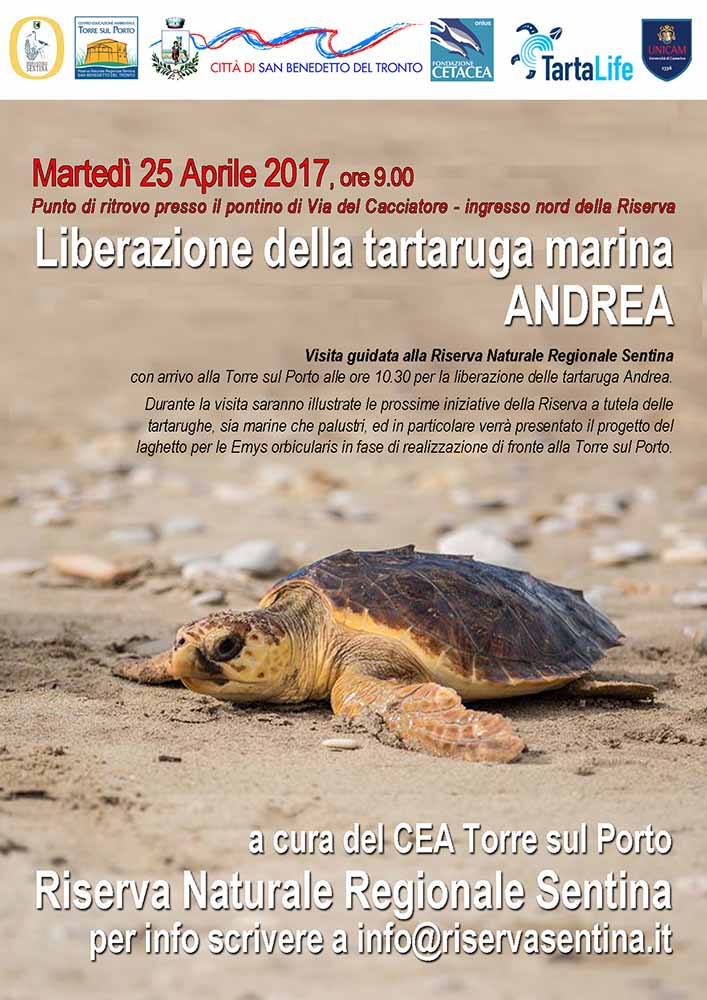 Il 25 aprile torna in libertà un esemplare di Tartaruga marina Caretta caretta