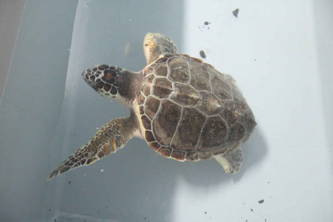 Nasce Adrionet, una svolta epocale per la tutela delle tartarughe del mare