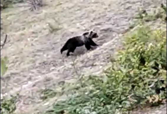L’orso bruno Marsicano ritorna sui Sibillini