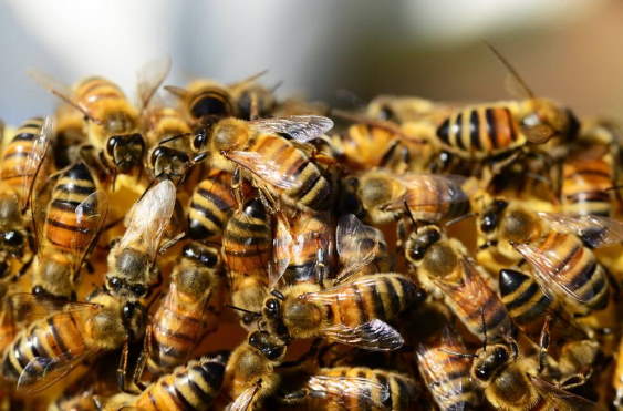 Apiamoci, le api tecnologiche dell’Iis Fermi – Sacconi – Ceci volano alla finale nazionale del concorso Tecnicamente
