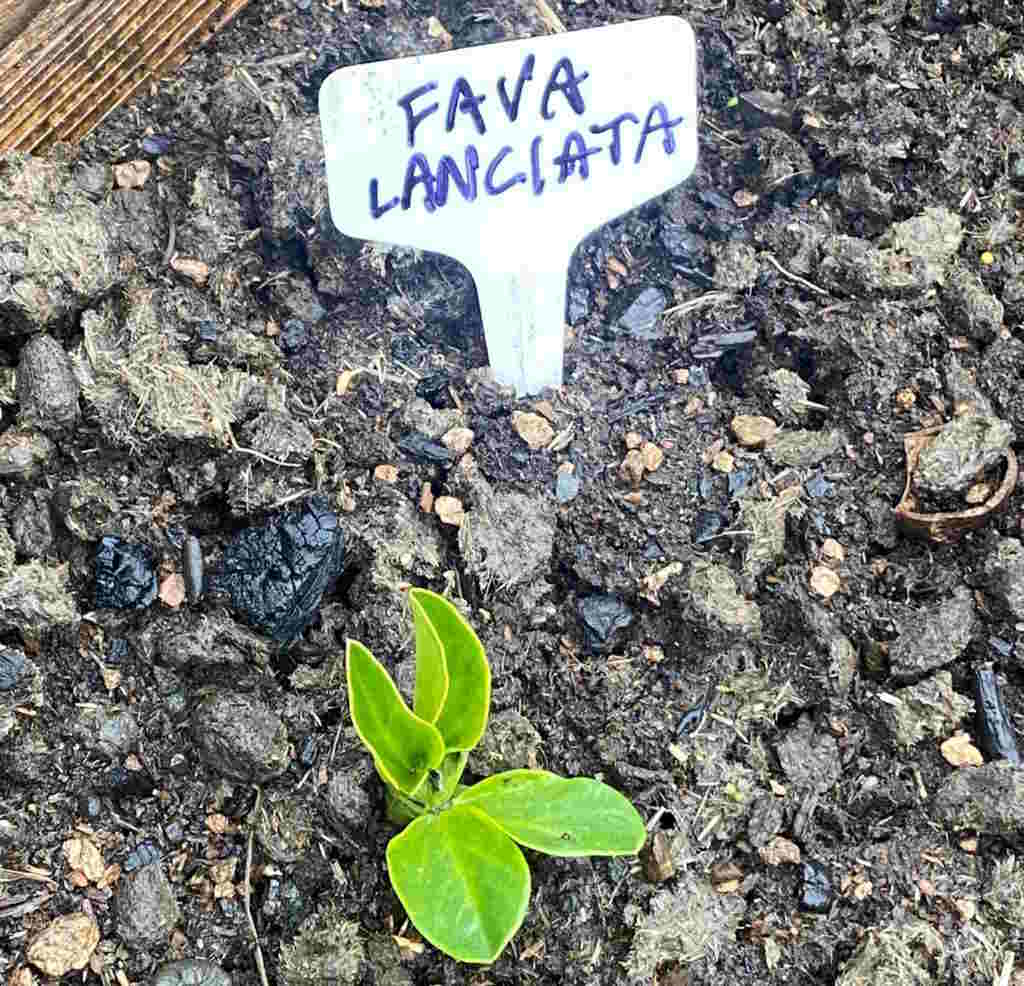 Le Fave di Favalanciata crescono anche in Oregon (Usa)